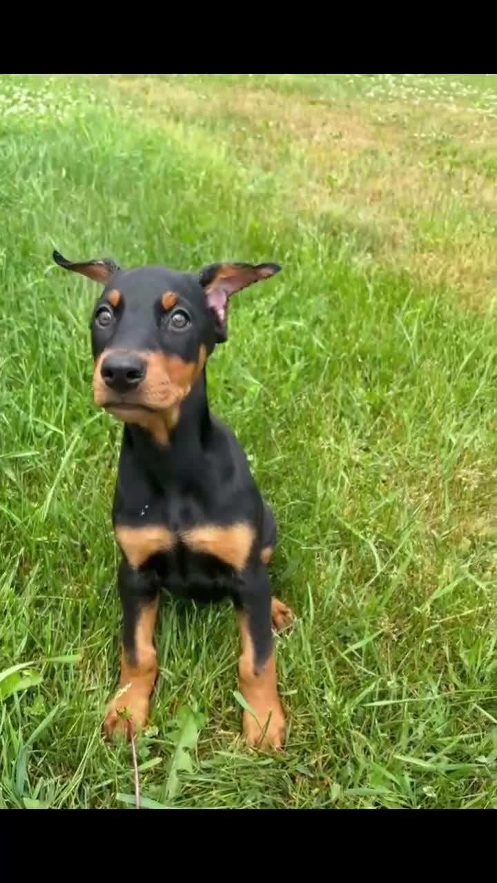 Doberman Pinscher dogs for sale: Female 1 - Video 3