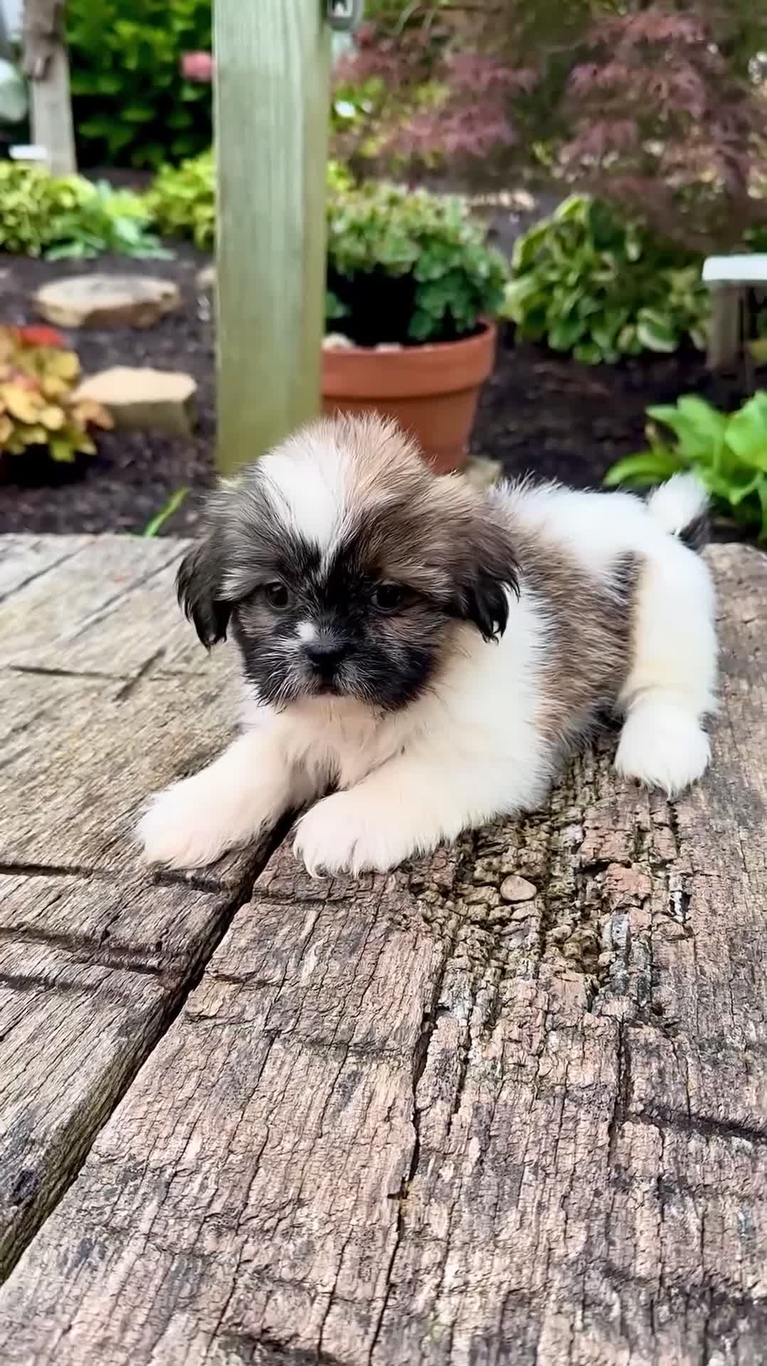 Shih Tzu dogs for sale: Boy Rufus 0811 - Video 1