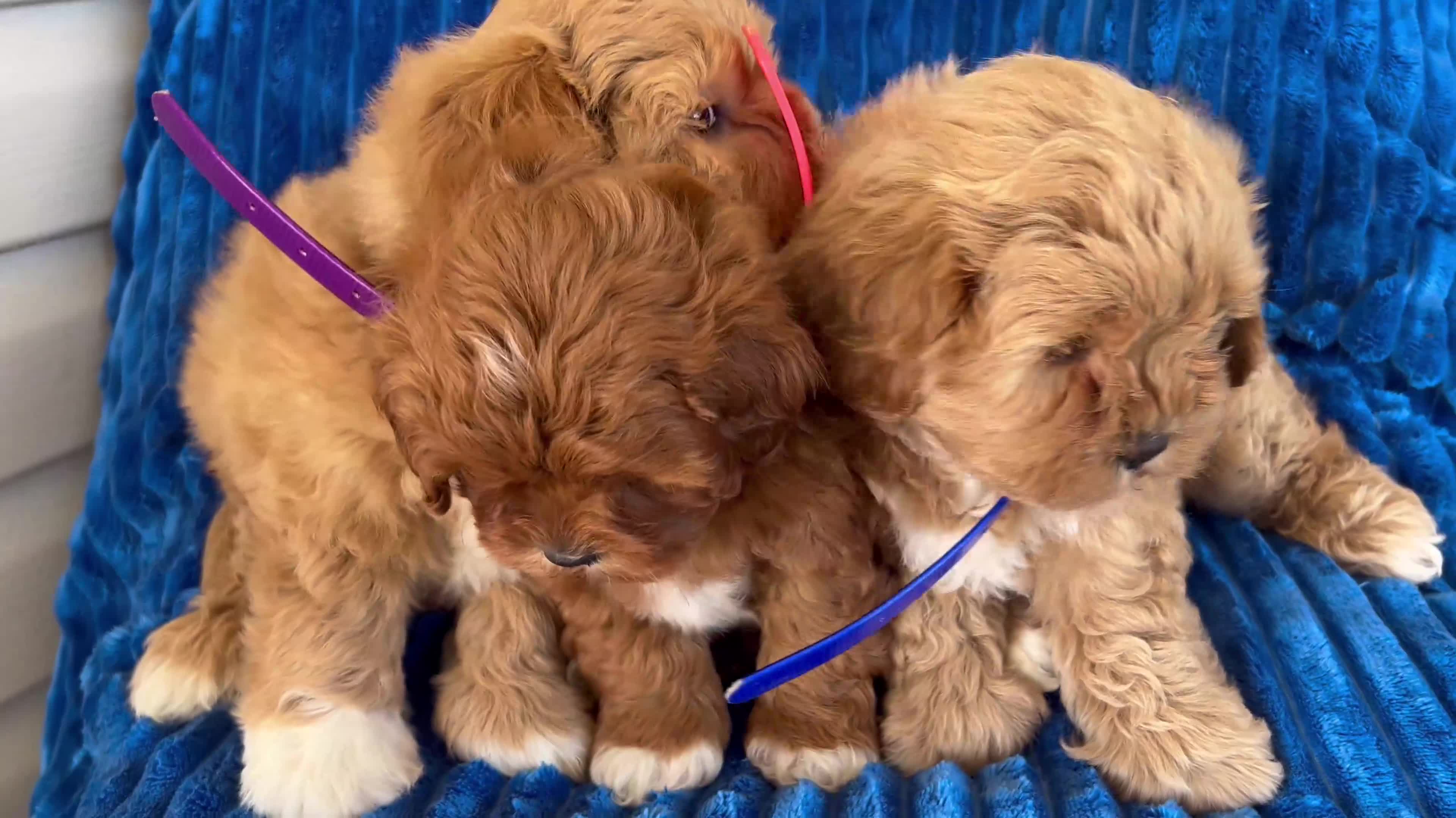 Shihpoo dogs for sale: RUBY - Video 1