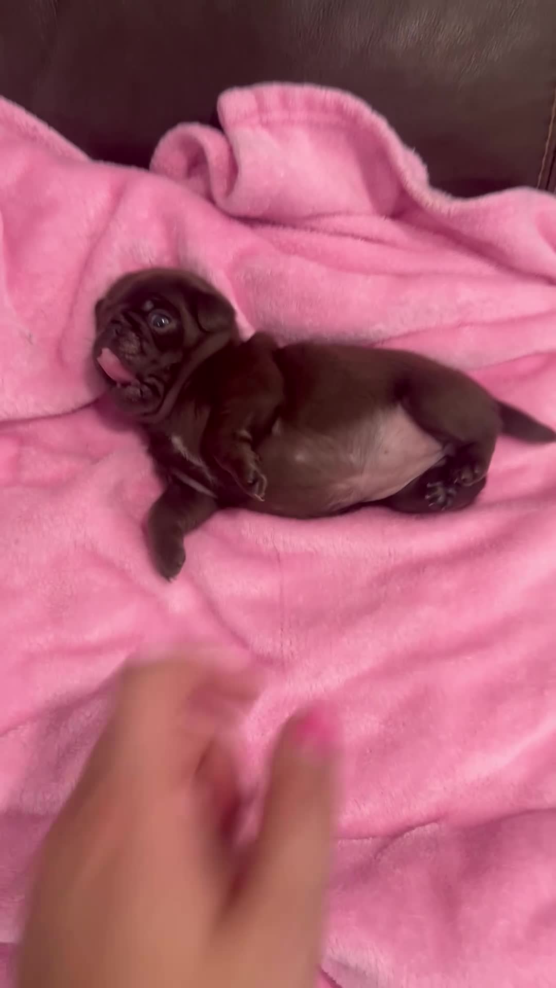 Pug dogs for sale: Chocolate Girl - Video 1
