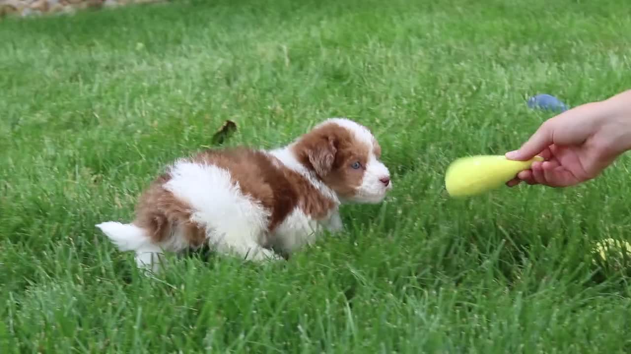 Havapoo dogs for sale: Parker - Video 1