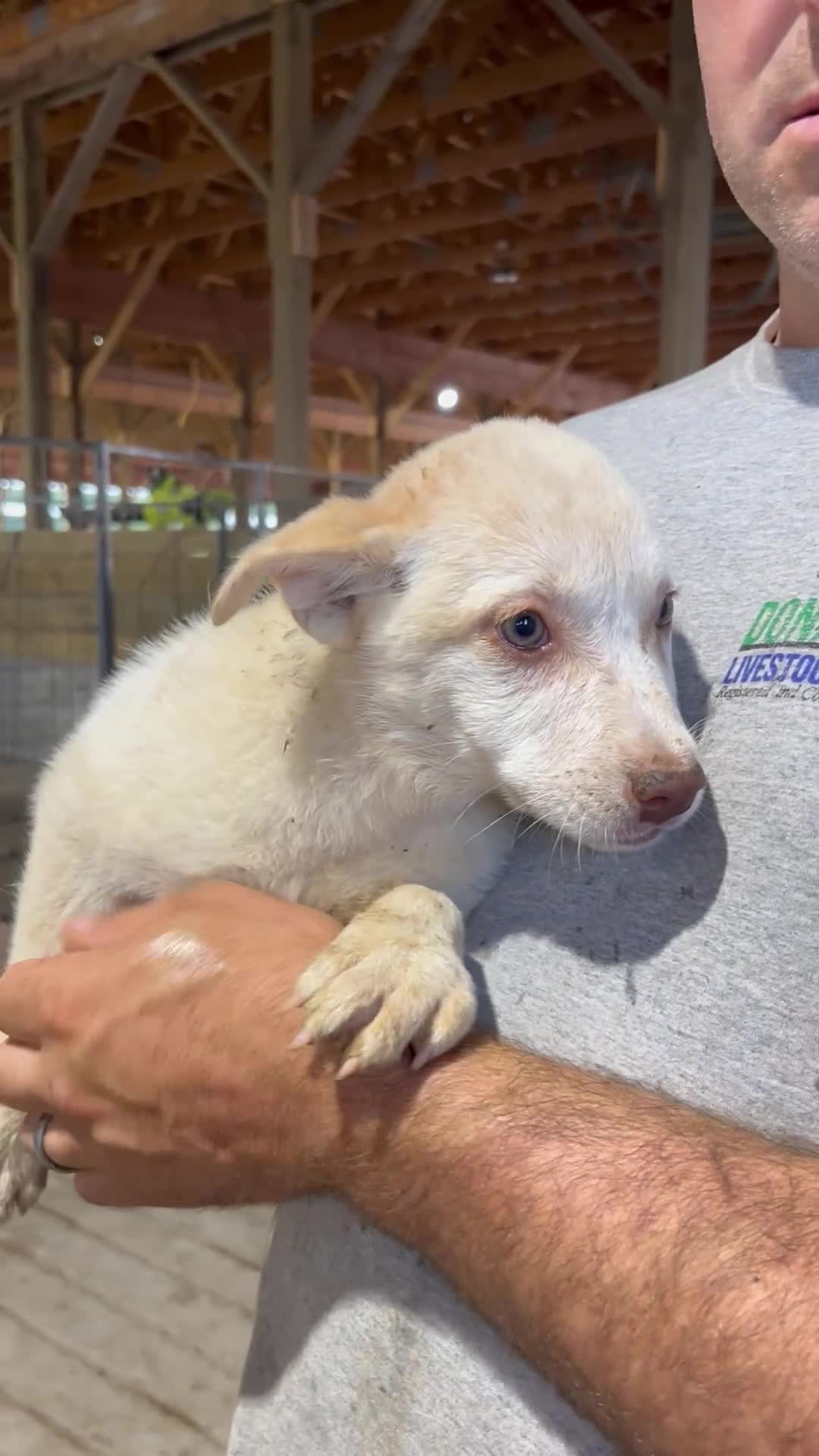 Australian Cattle Dog dogs for sale: Kristal - Video 1