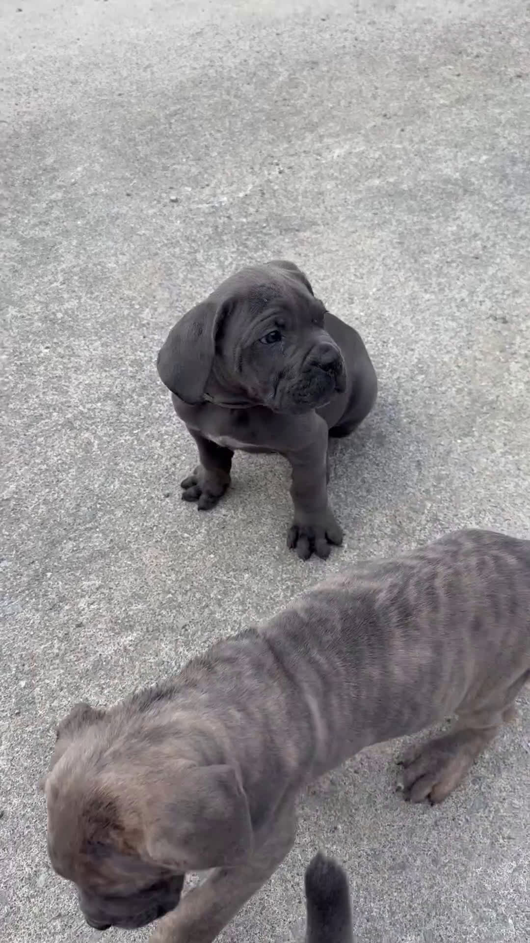 Cane Corso dogs for sale: Cane Corso Puppy 2 - Video 1