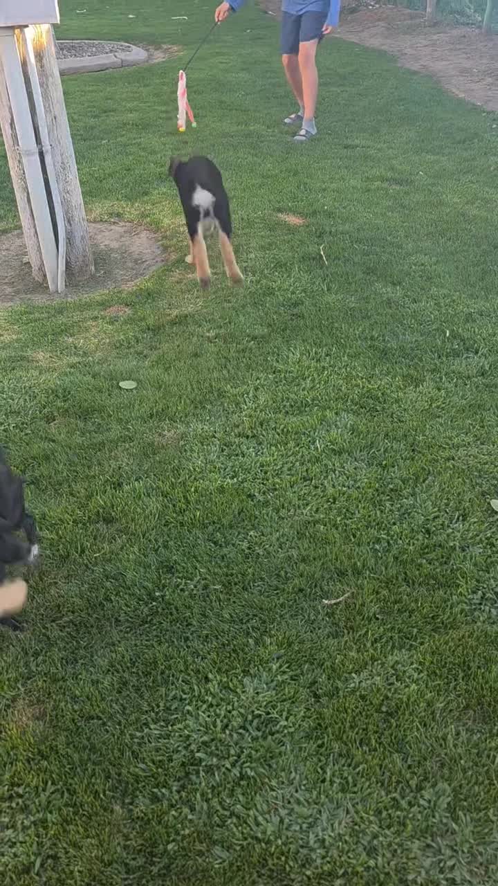 German Shepherd dogs for sale: Fuffy - Video 1