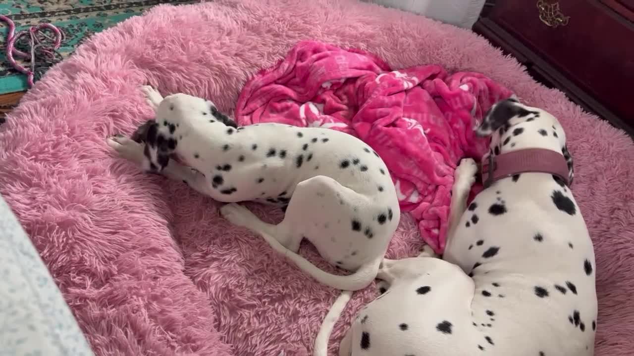 Dalmatian dogs for sale: Dalmatian 1 - Video 1