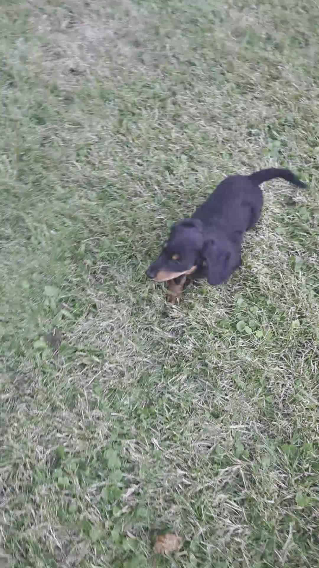 Miniature Dachshund dogs for sale: Thunder - Video 1