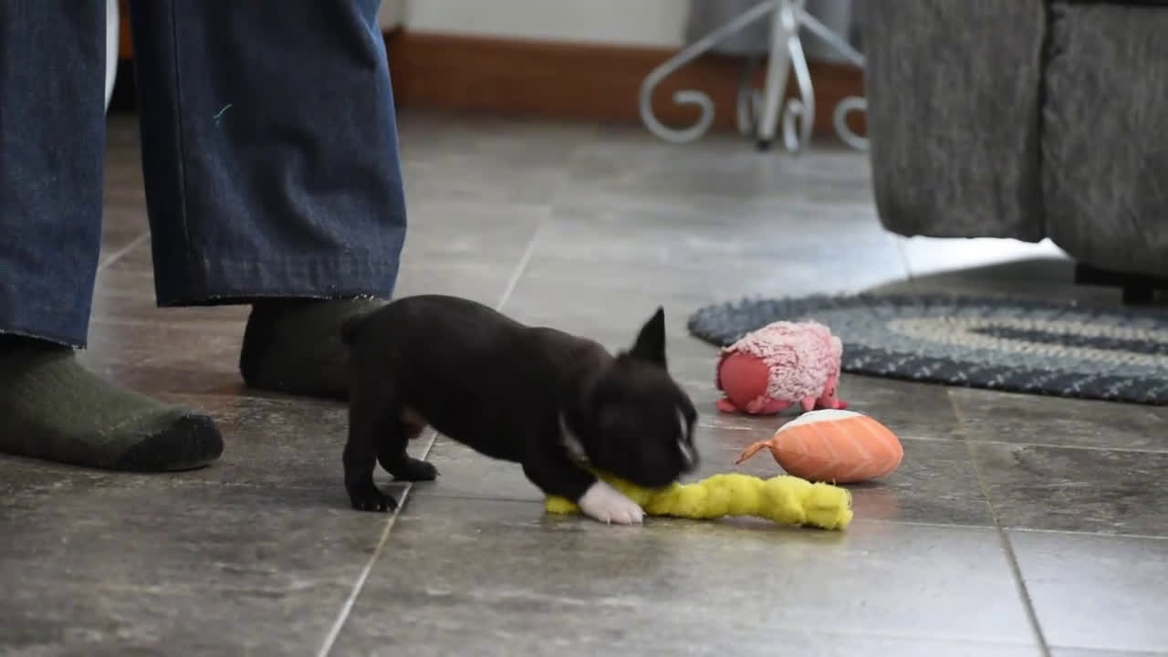 Boston Terrier dogs for sale: Joker - Video 1