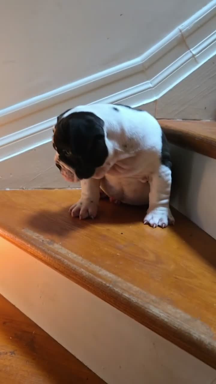 Mixed Breed dogs for sale: CHARLES - Video 3