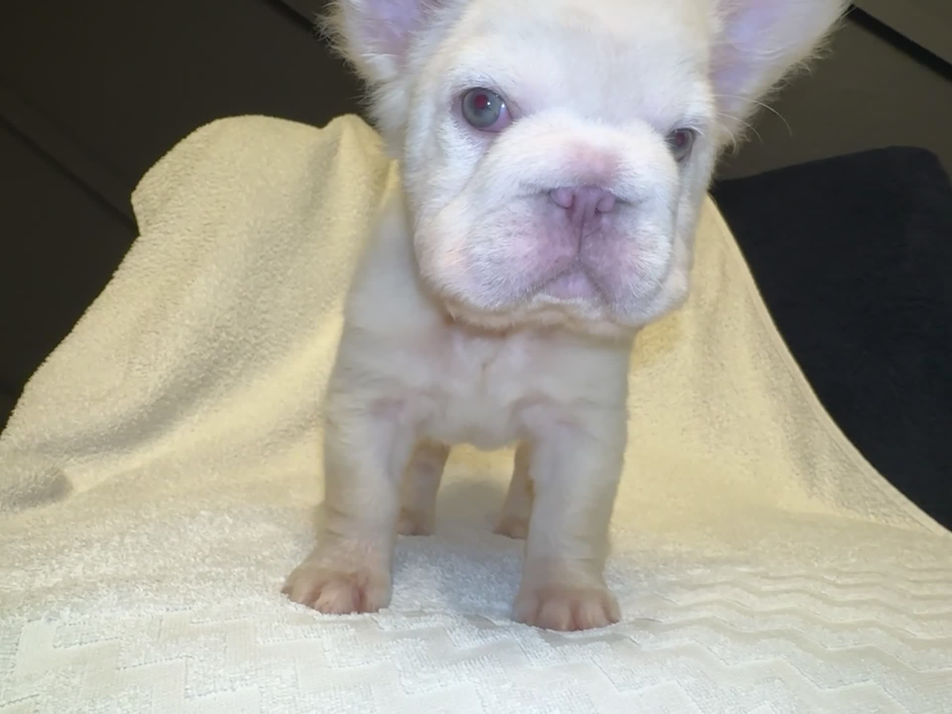 French Bulldog dogs for sale: Cali - Video 2