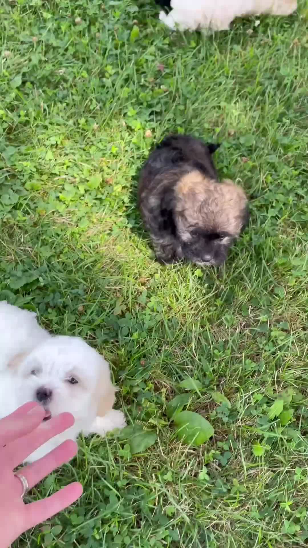 Shihpoo dogs for sale: Jett - Video 2