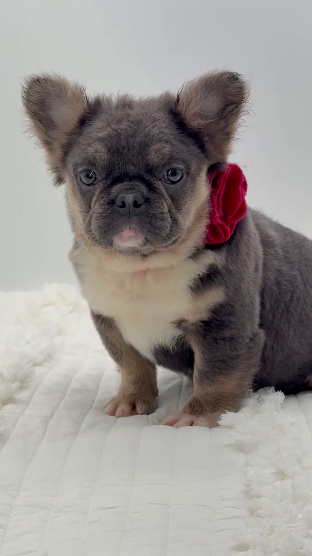 French Bulldog dogs for sale: French Bulldog Puppy 1 - Video 1