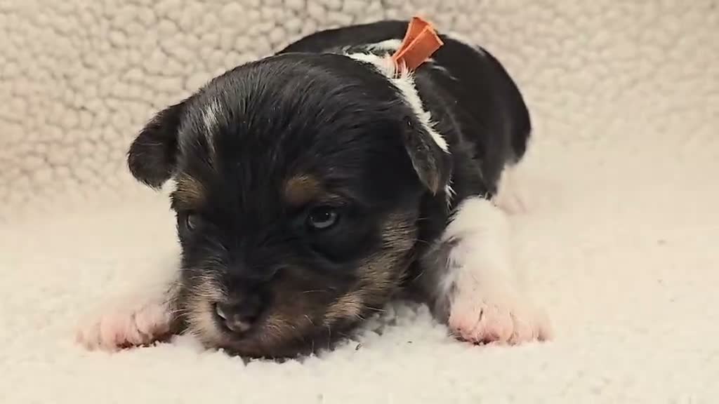 Yorkshire Terrier dogs for sale: Sparky - Video 1