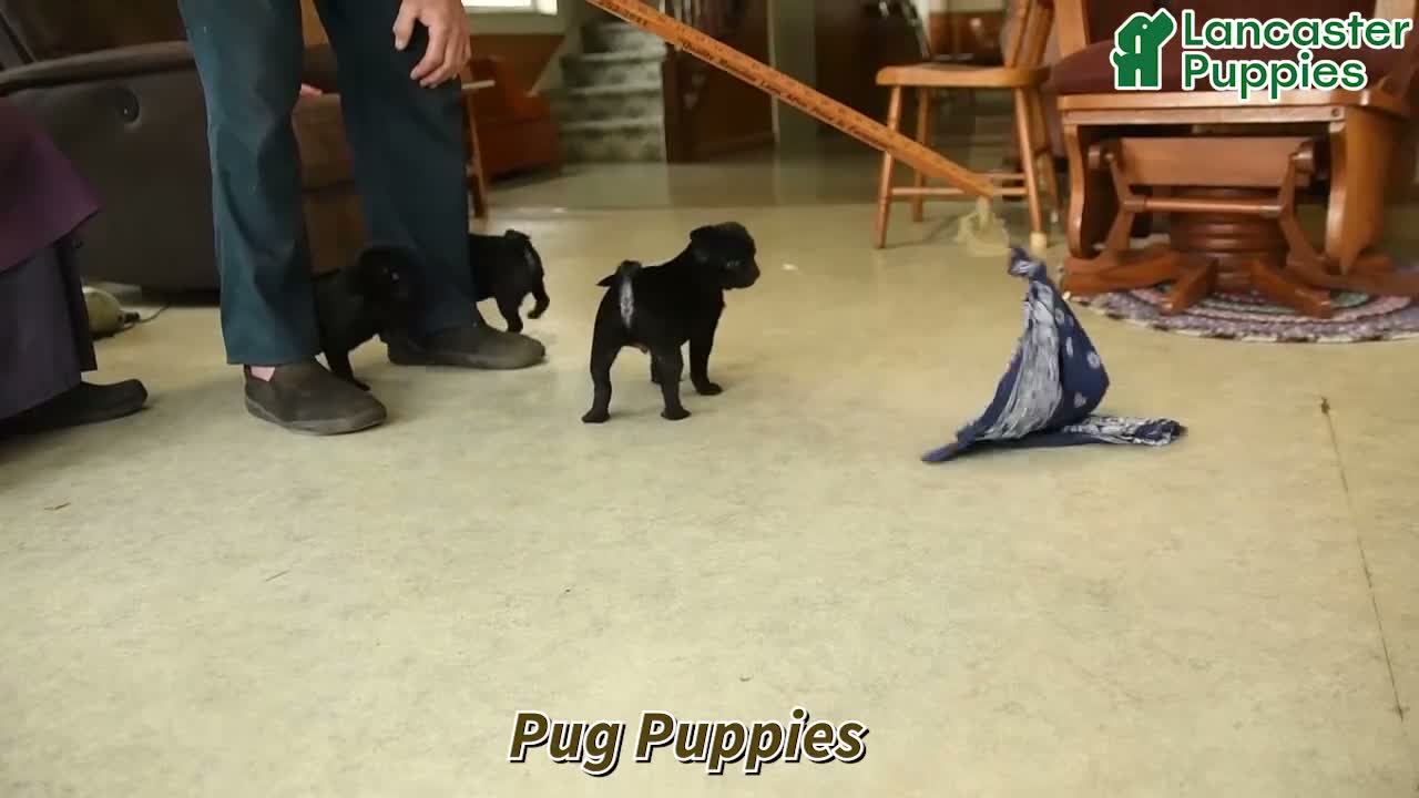 Pug dogs for sale: Buster - Video 1