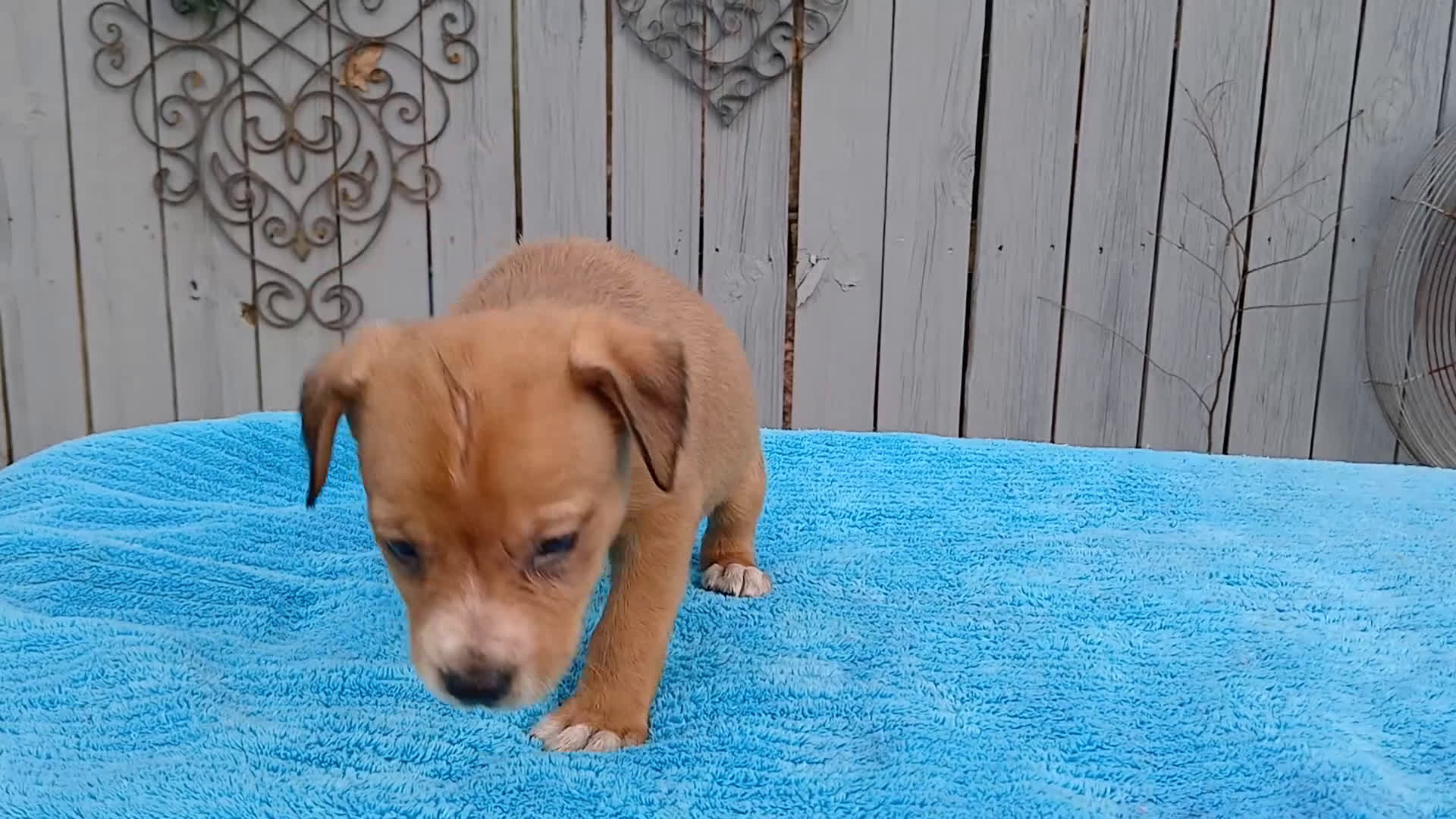 Mixed Breed dogs for sale: 1/2 Blue Heeler 1/2 Bulldog,  Nationwide delivery  - Video 1