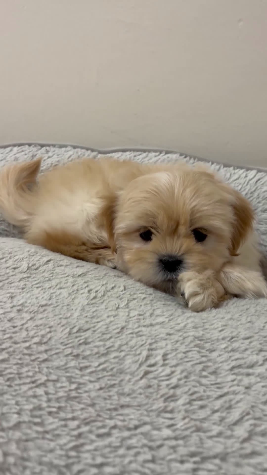 Shih Tzu dogs for sale: Cash - Video 1