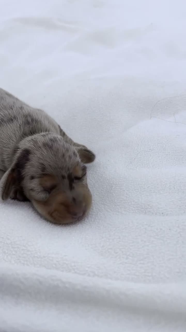 Miniature Dachshund dogs for sale: Linus Miniature Dachshund  - Video 4