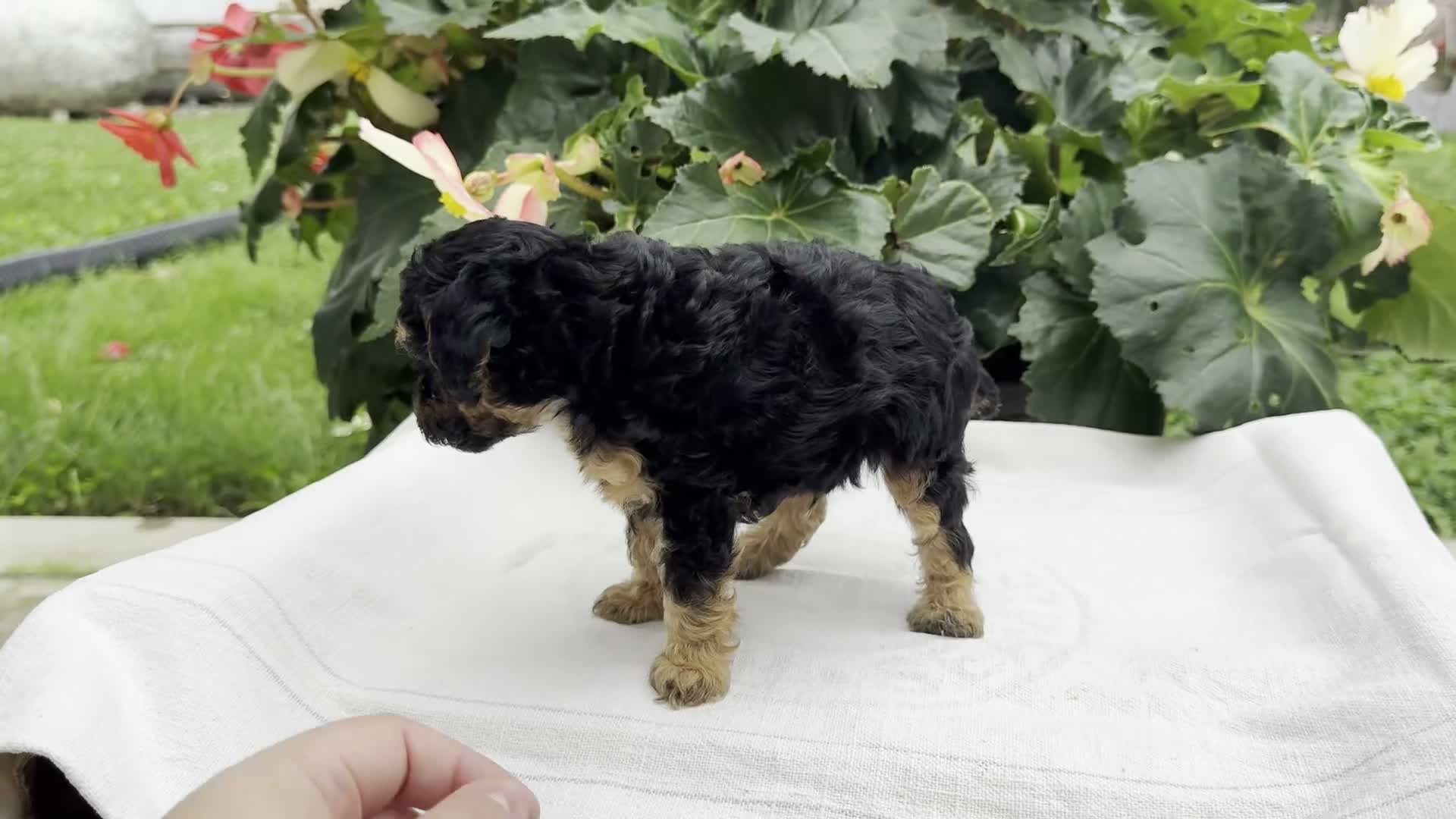 Miniature Poodle dogs for sale: Finn - Video 1