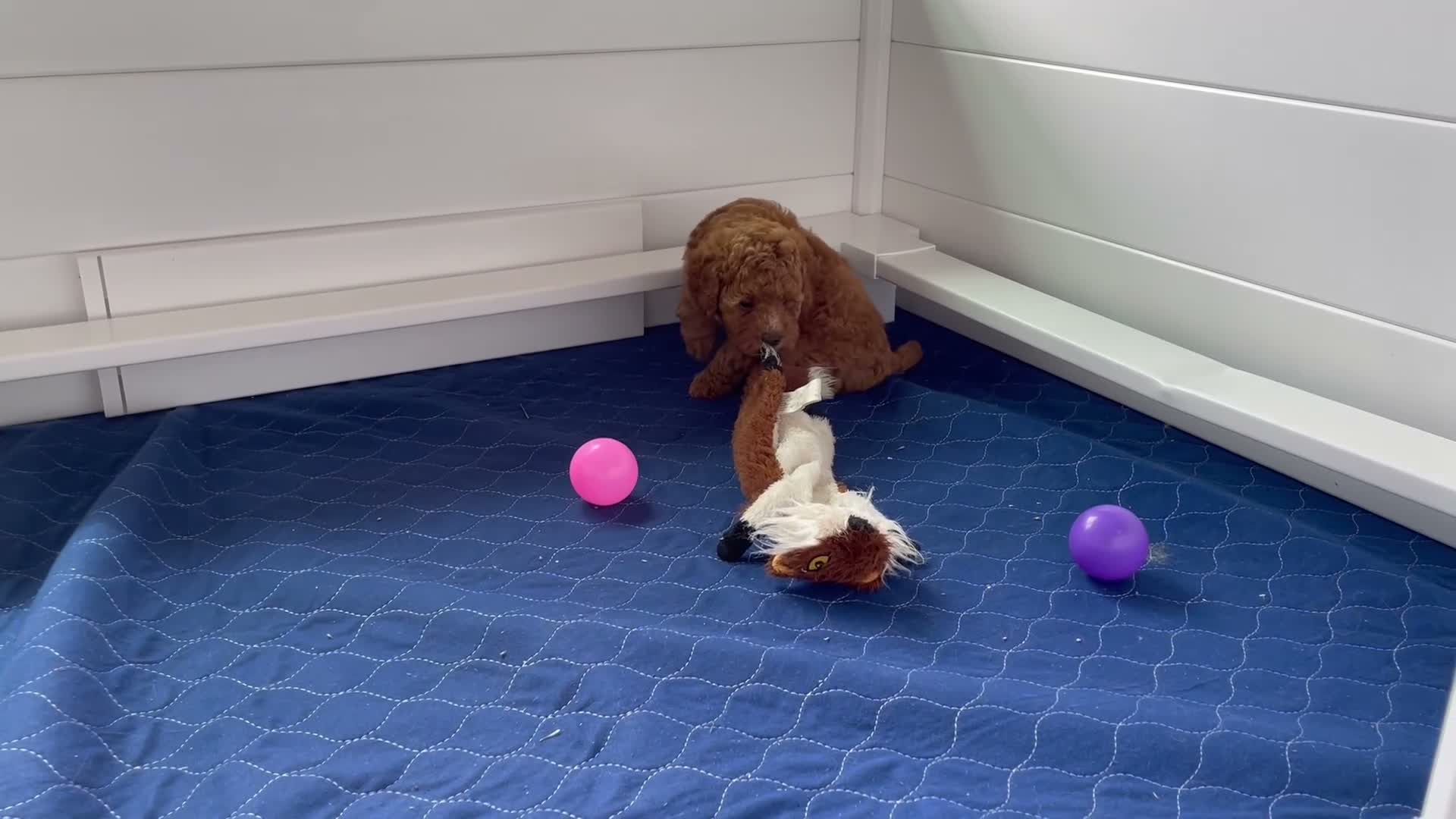 Mini Goldendoodle dogs for sale: Mr. Sarge - Video 1