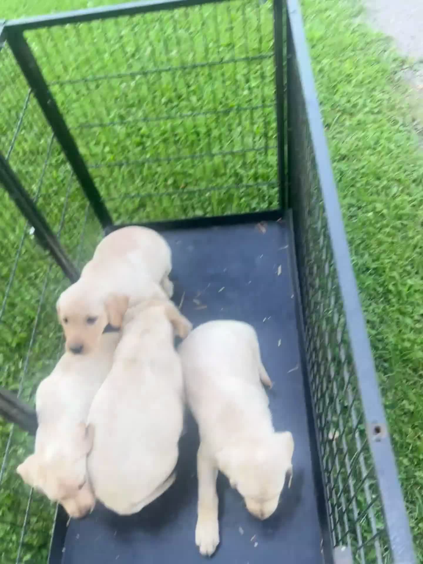 Labrador Retriever dogs for sale: Lola  - Video 2