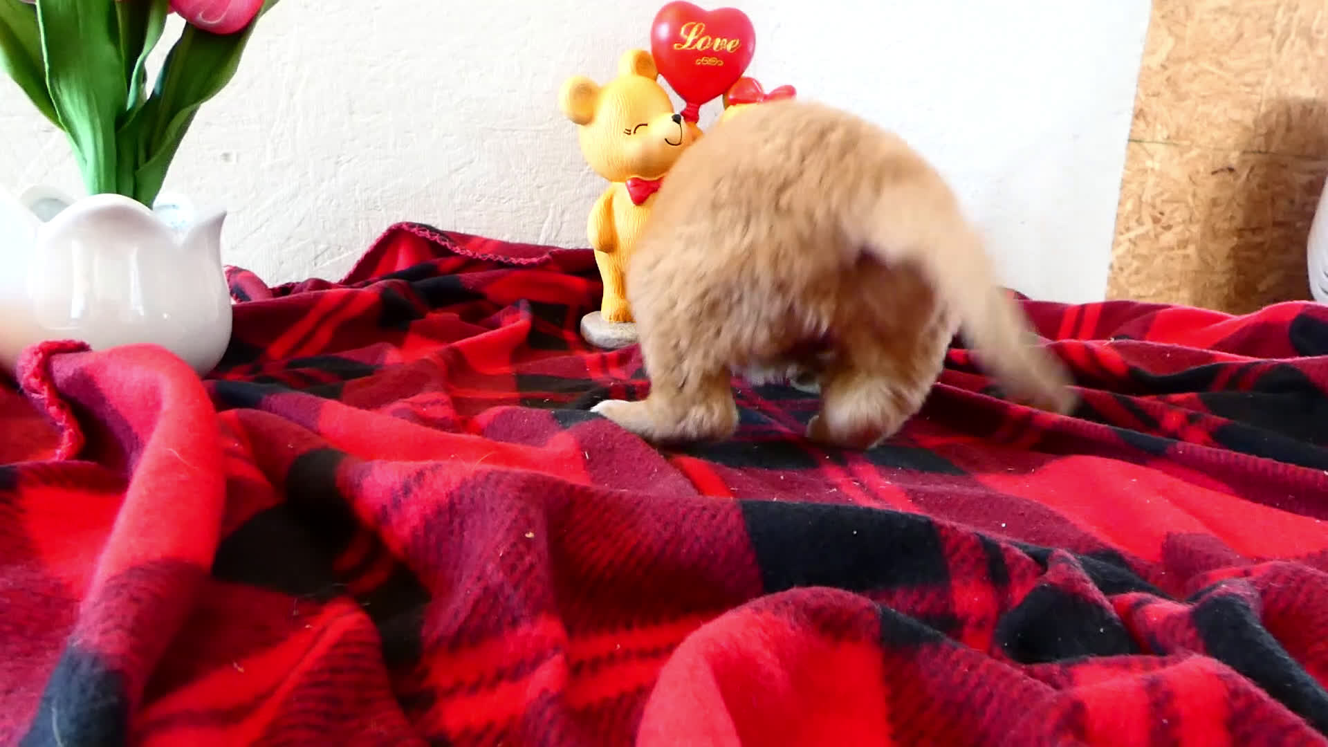 Mini Goldendoodle dogs for sale: Mini Goldendoodle Puppy 5 Raindrop - Video 1