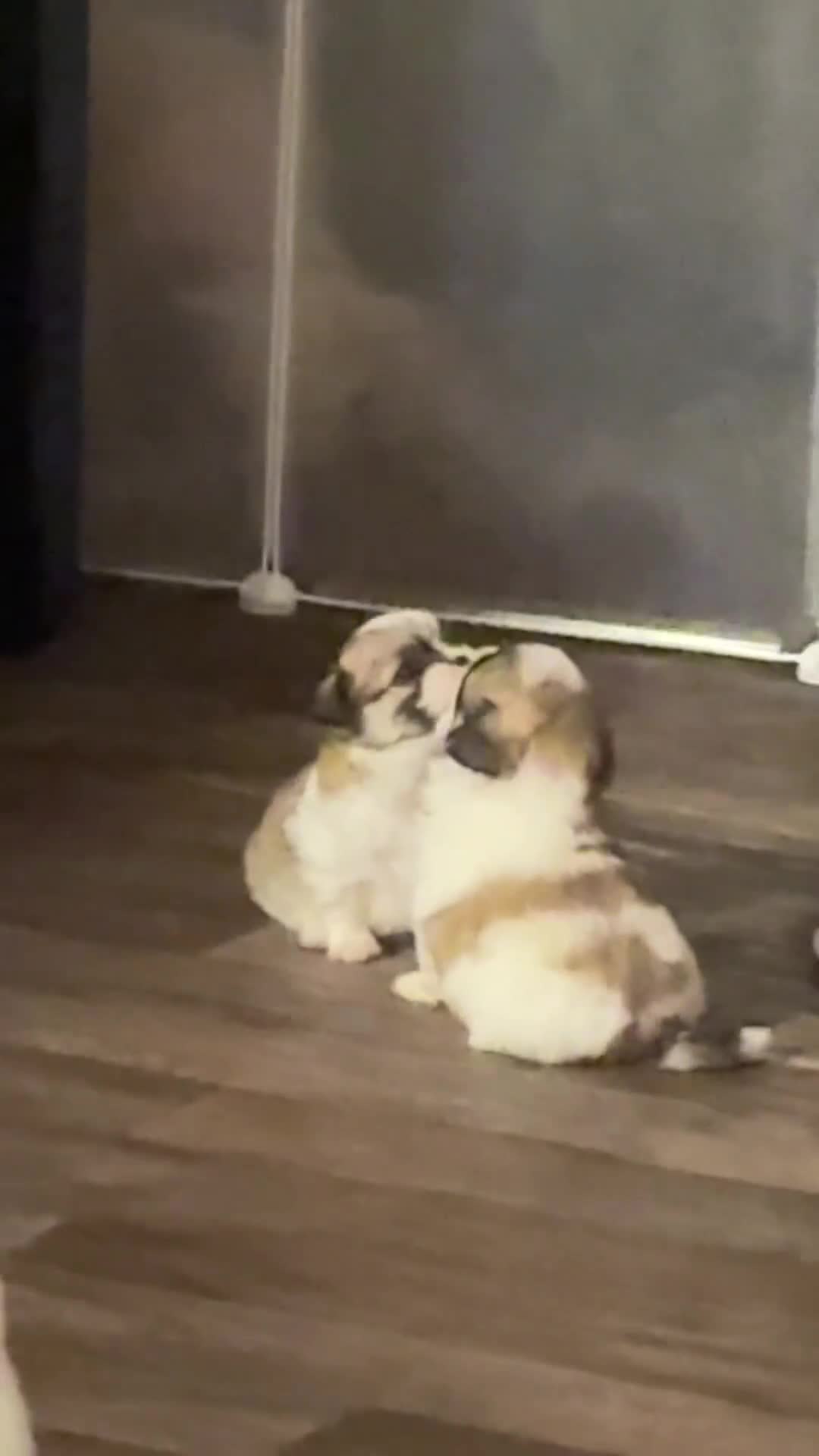 Mixed Breed dogs for sale: Molly - Video 1