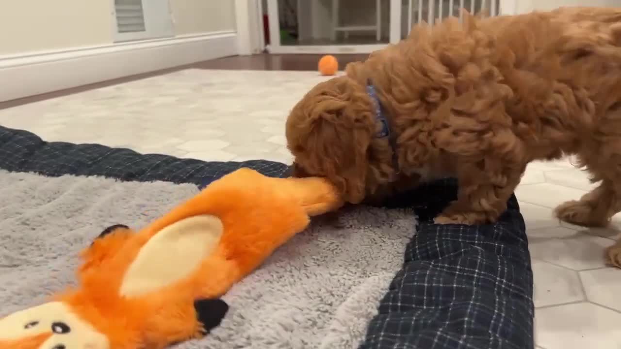 Cavapoo dogs for sale: Tommy - Video 1