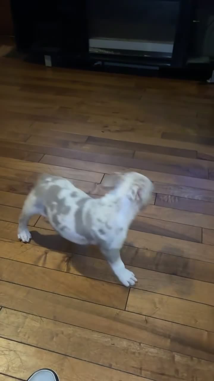 American Bully dogs for sale: American Bully 3 - Video 2