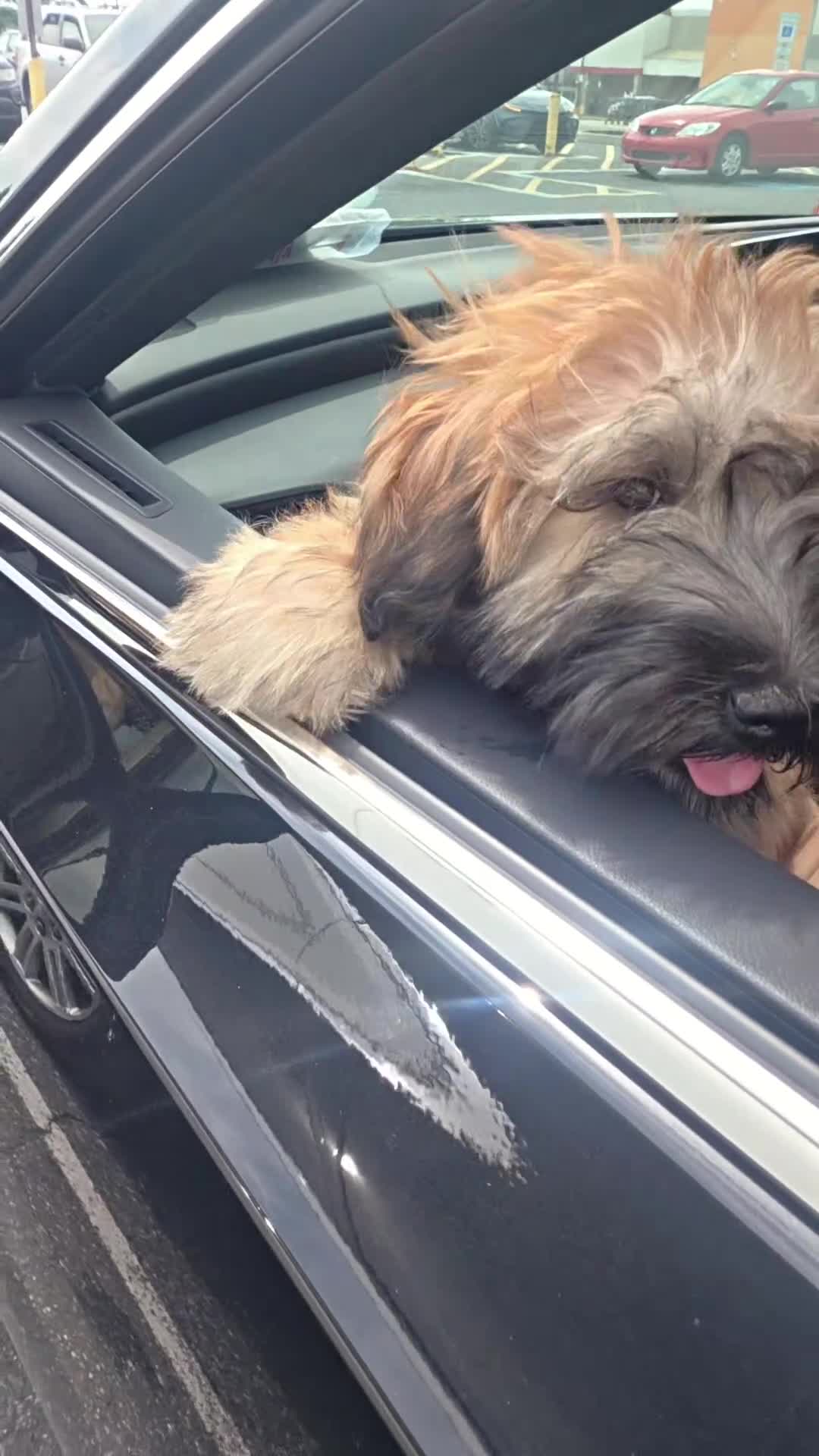 Soft Coated Wheaten Terrier dogs for sale: Teddy  - Video 1