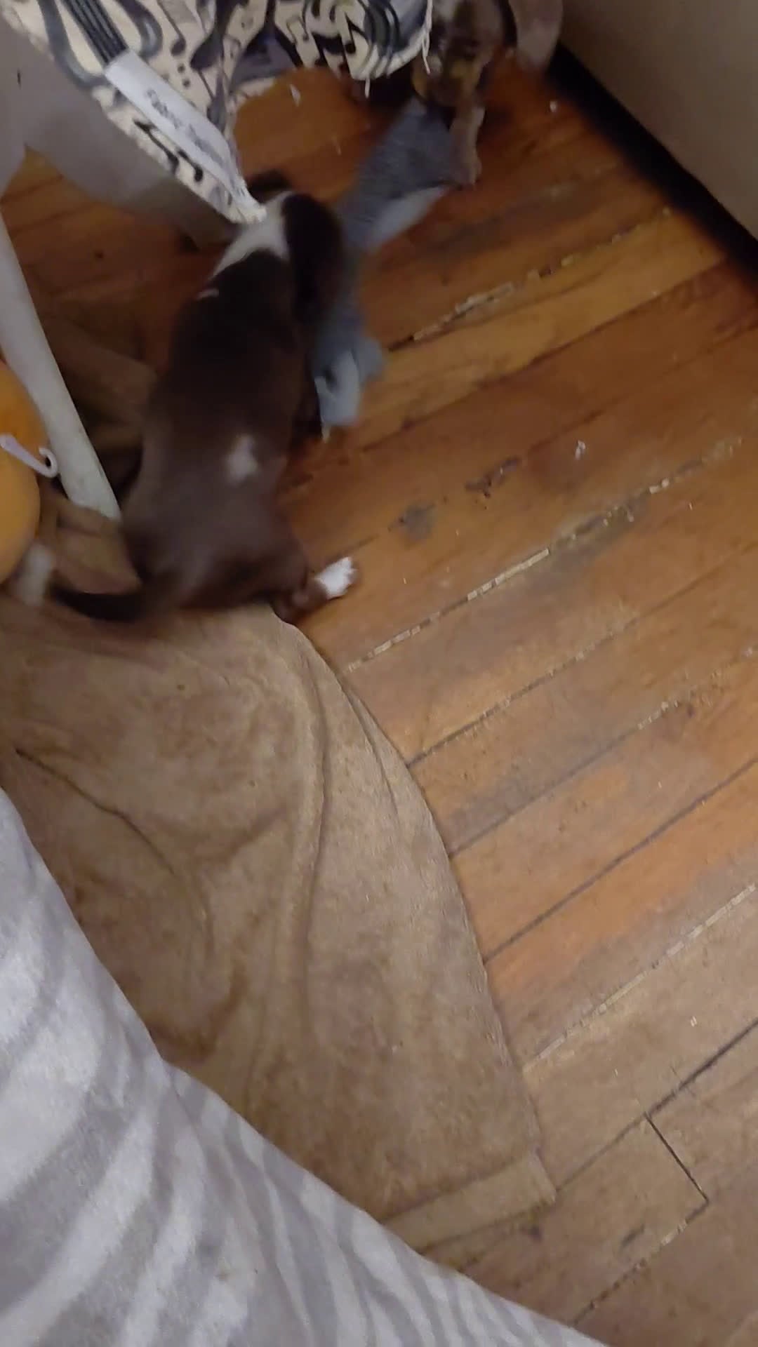 Miniature Dachshund dogs for sale: Louise - Video 1