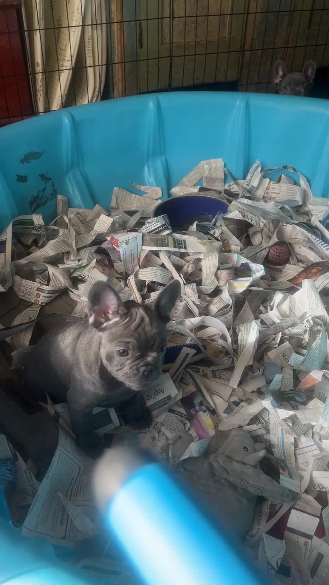 French Bulldog dogs for sale: French Bulldog Macho - Video 1