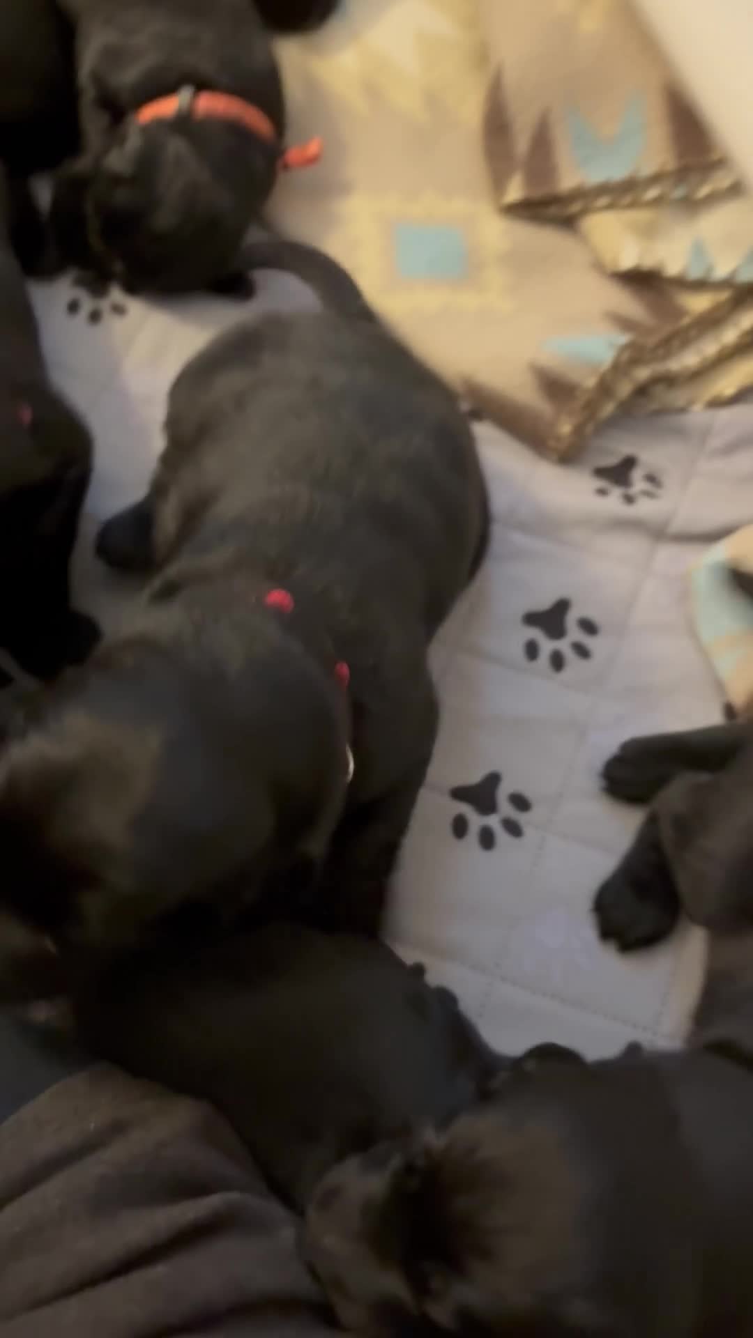 Mixed Breed dogs for sale: Golden Labradoodle Puppy 1 - Video 1