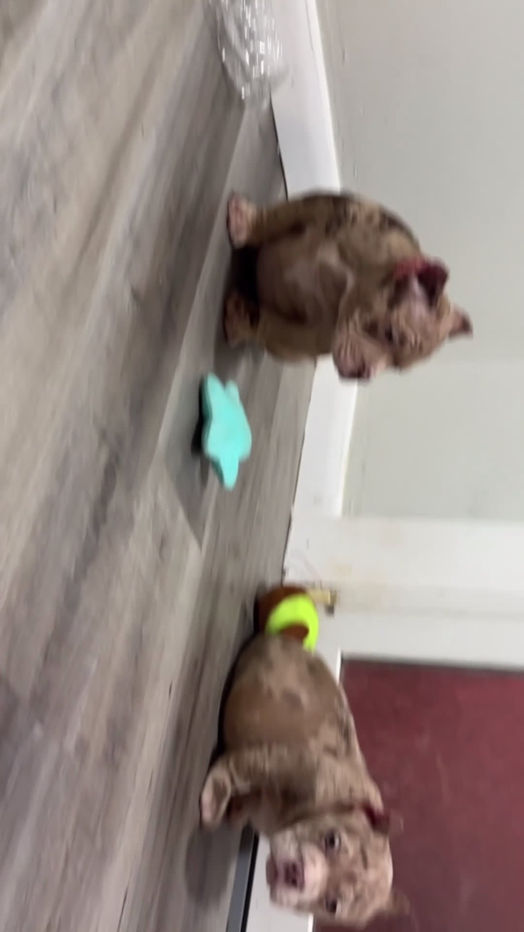 American Bully dogs for sale: Kardi - Video 1