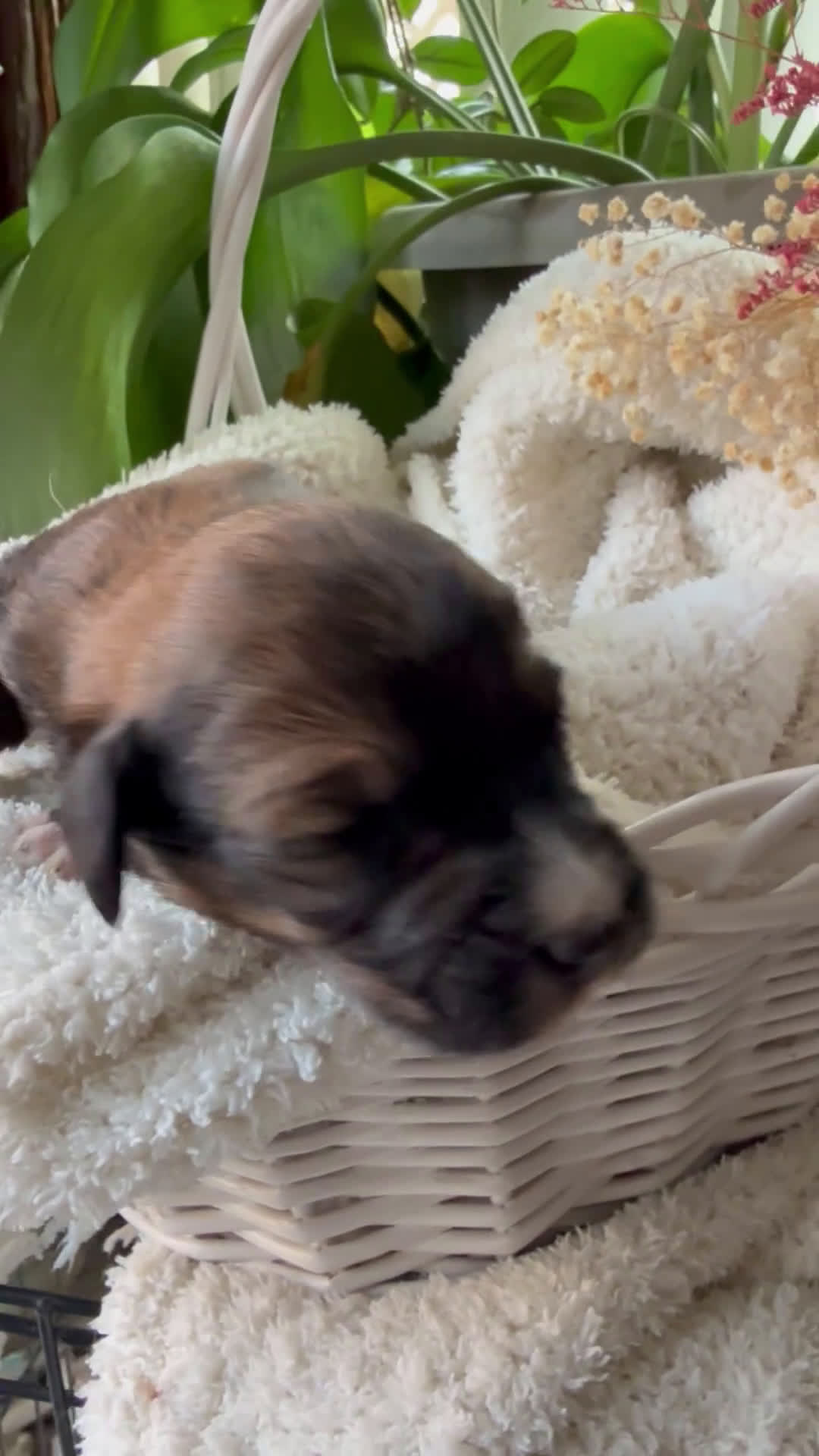 Mixed Breed dogs for sale: Sofie - Video 1