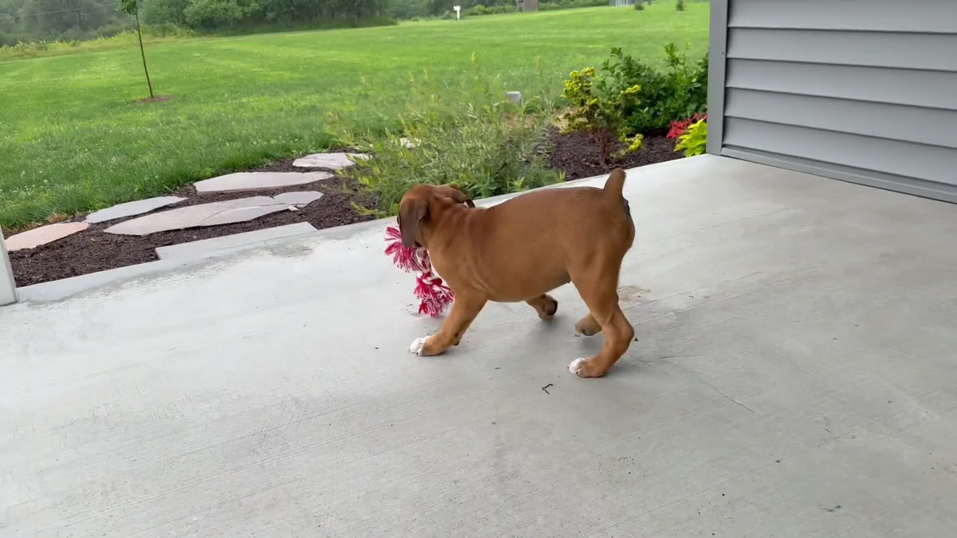 Boxer dogs for sale: Daffodil - Video 1