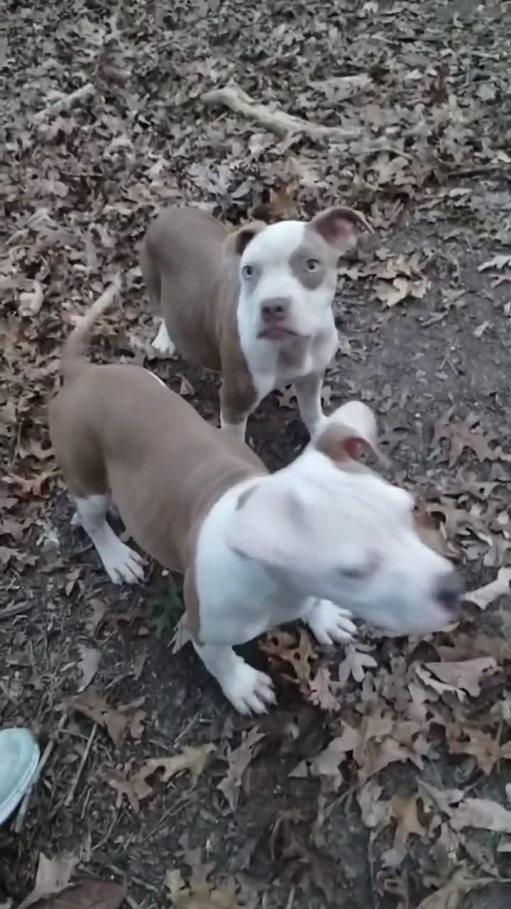 American Bully dogs for sale: Lumiya - Video 1