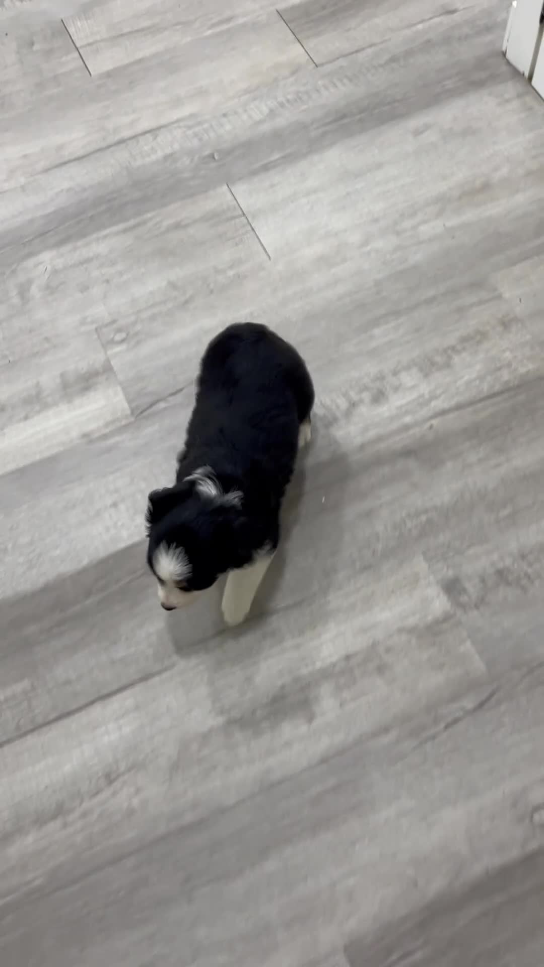 Miniature Australian Shepherd dogs for sale: Pearl - Video 1