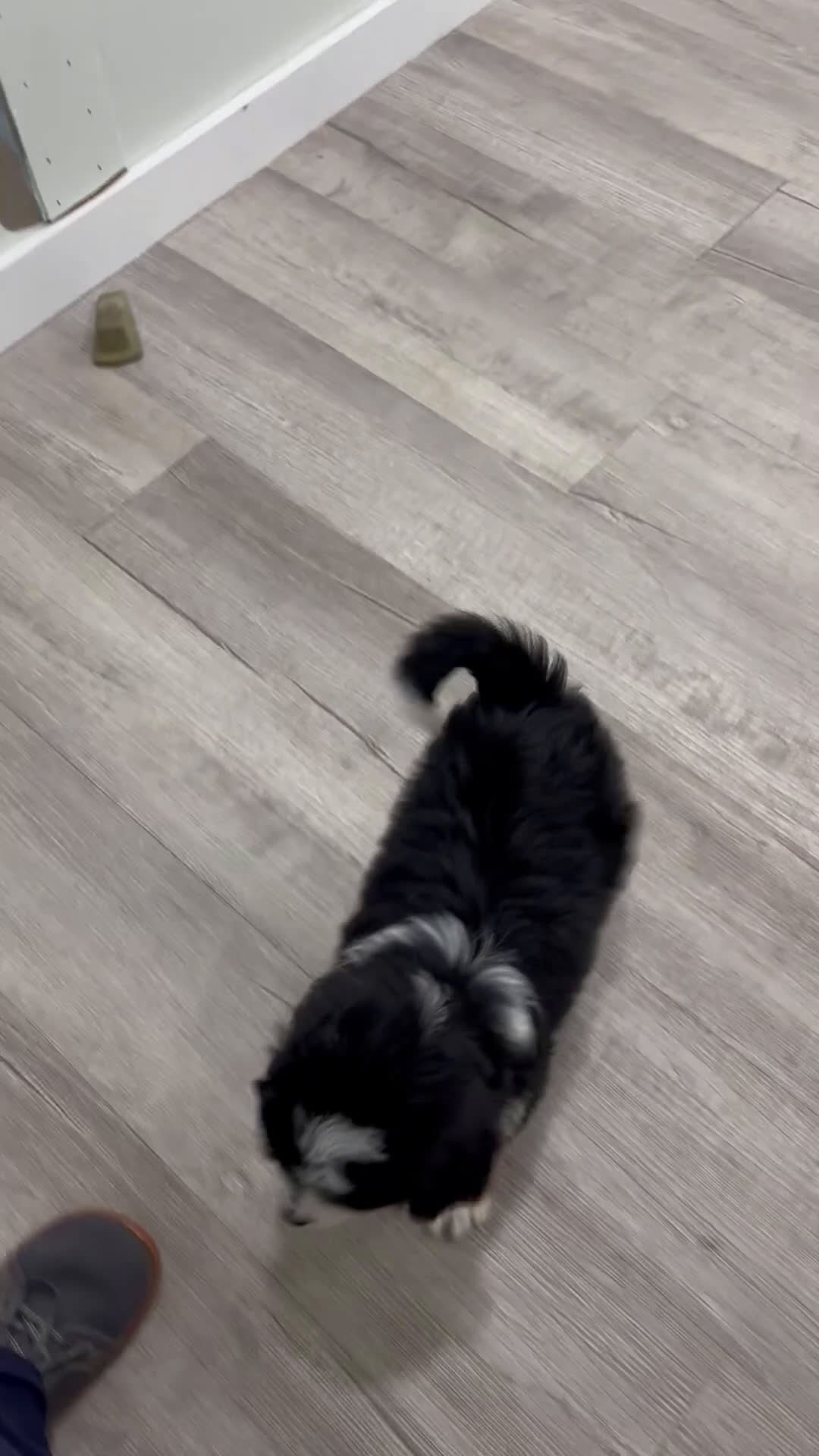 Bernedoodle dogs for sale: Boomer - Video 1