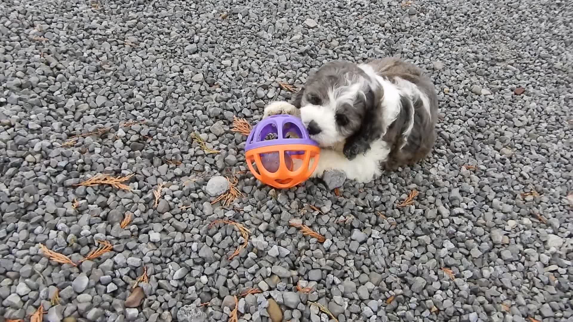 Cockapoo dogs for sale: Spot - Video 1