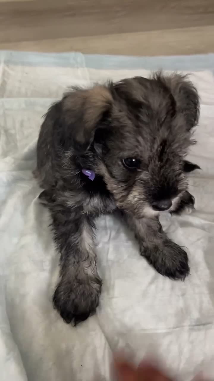 Schnauzer dogs for sale: Schnauzer 3 - Video 2