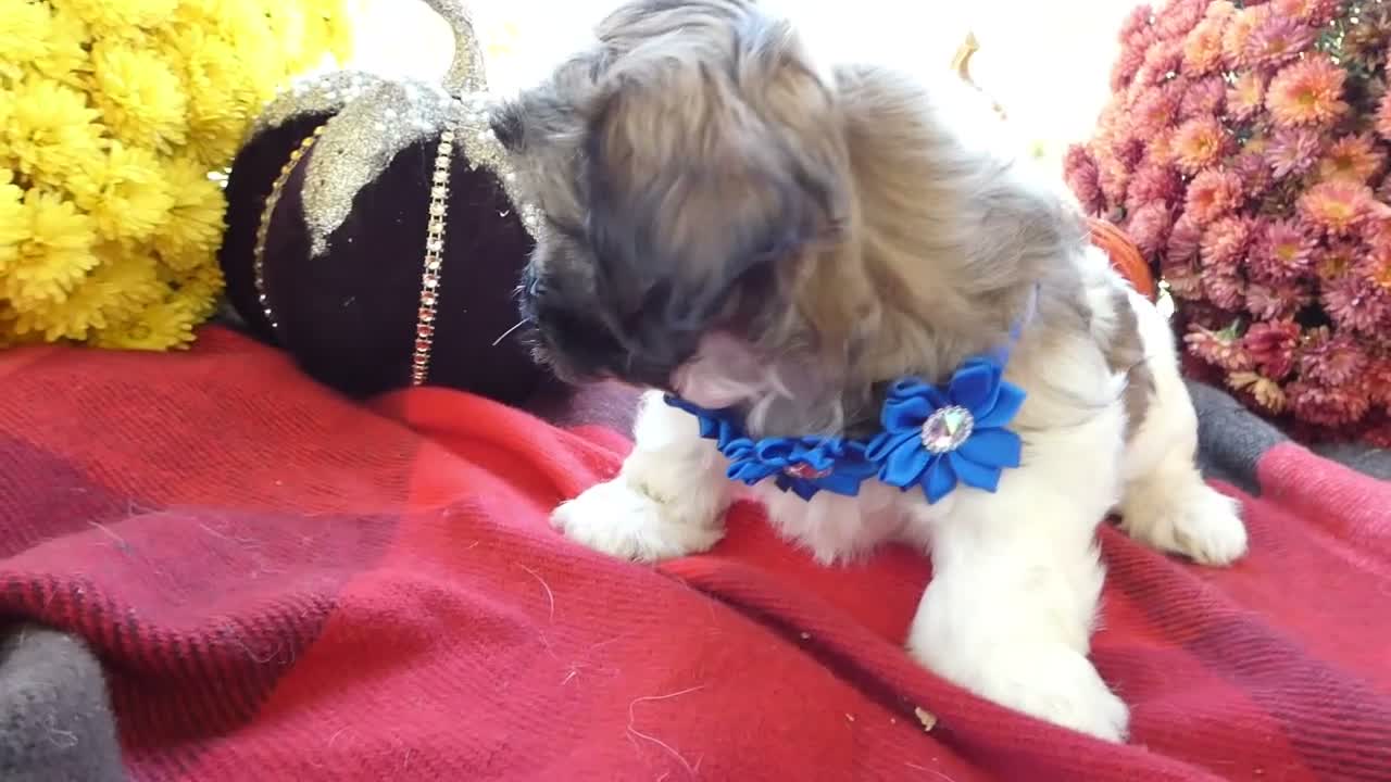 Shih Tzu dogs for sale: Shih Tzu 7 Kara - Video 1
