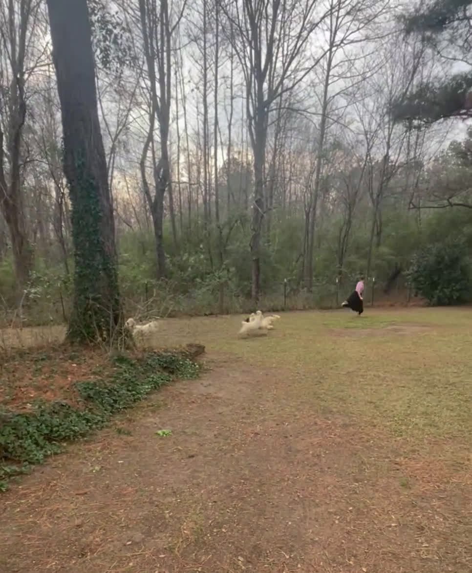 Toy Poodle dogs for sale: Onan - Video 1