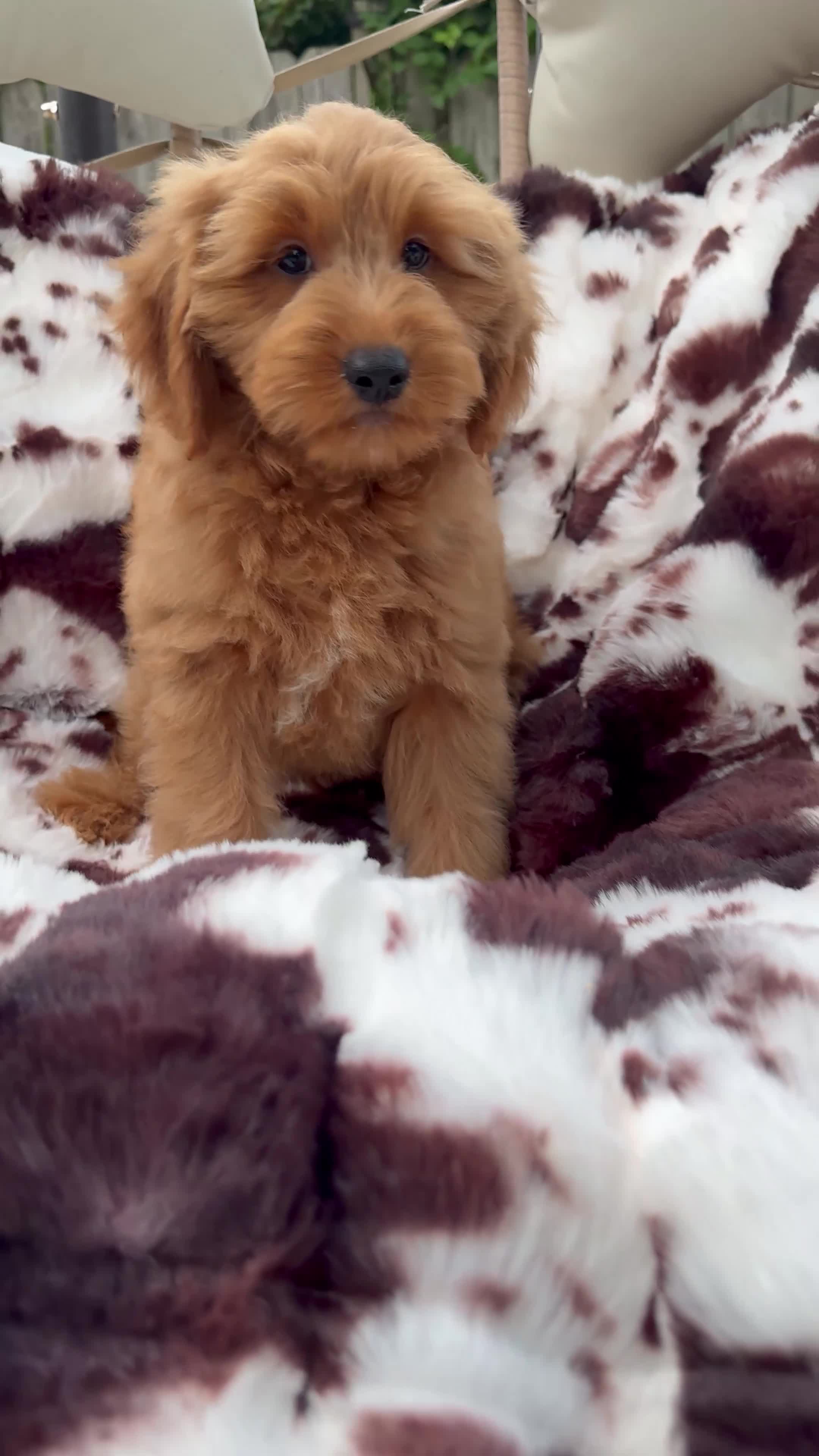 Mini Goldendoodle dogs for sale: Tanner - Video 1