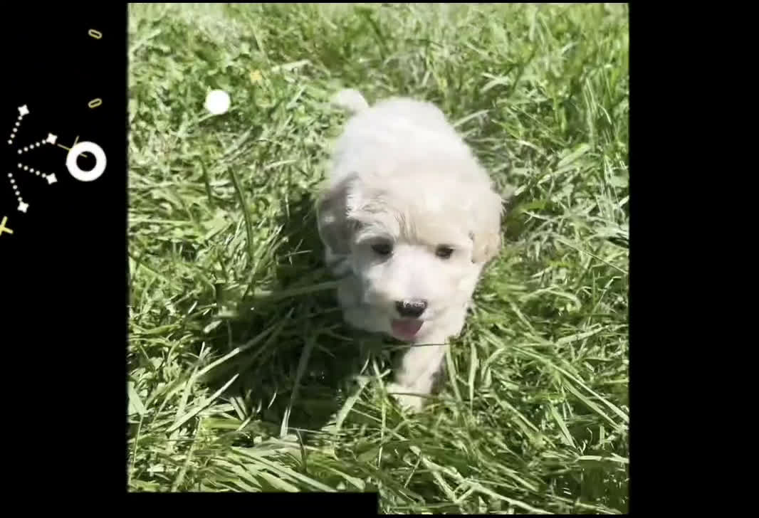 Maltipoo dogs for sale: Scarlett - Video 1