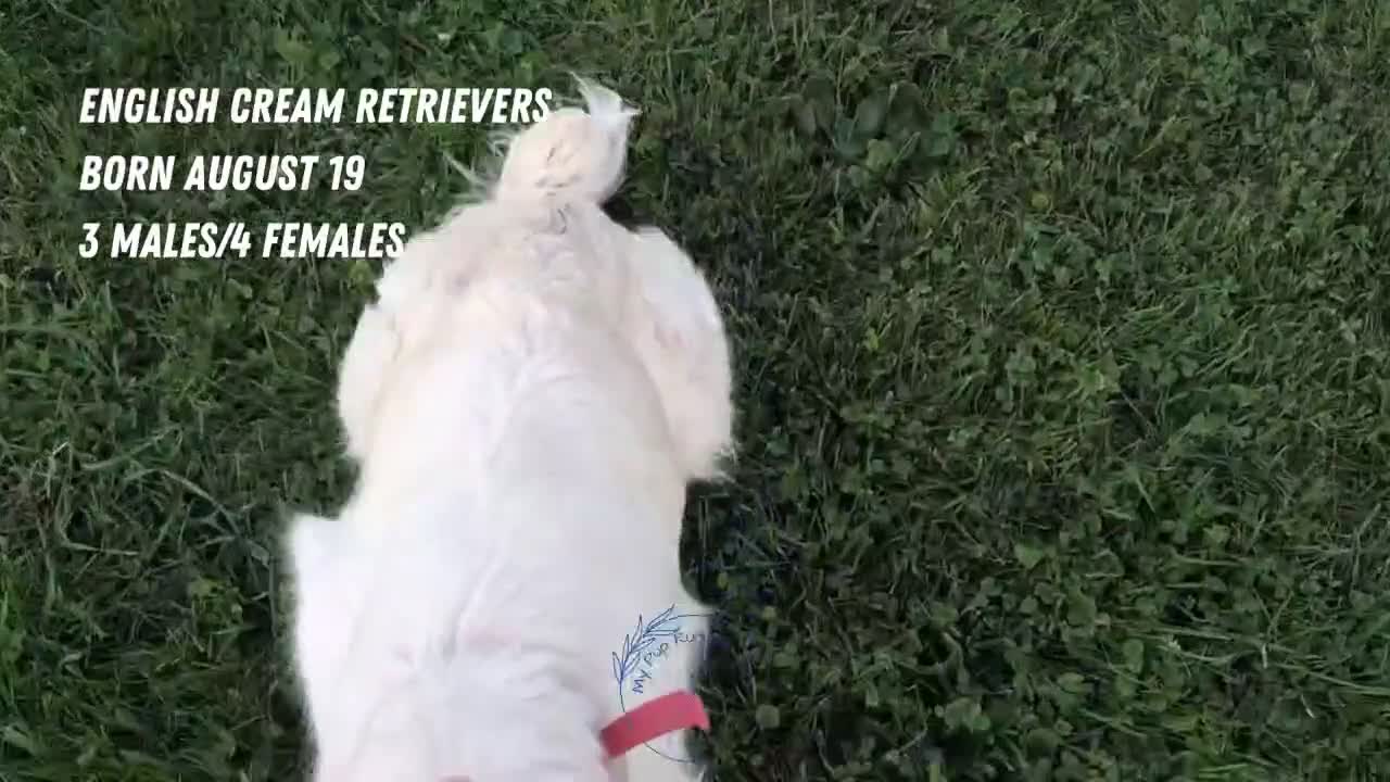 Golden Retriever dogs for sale: Bailey - Video 2