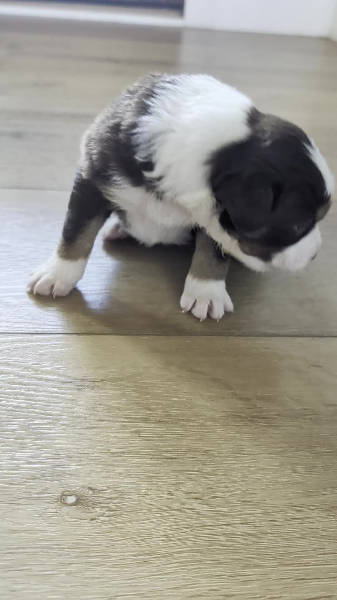 Australian Shepherd dogs for sale: Olive: Male Black Tri Standard Australian Shepherd  - Video 1