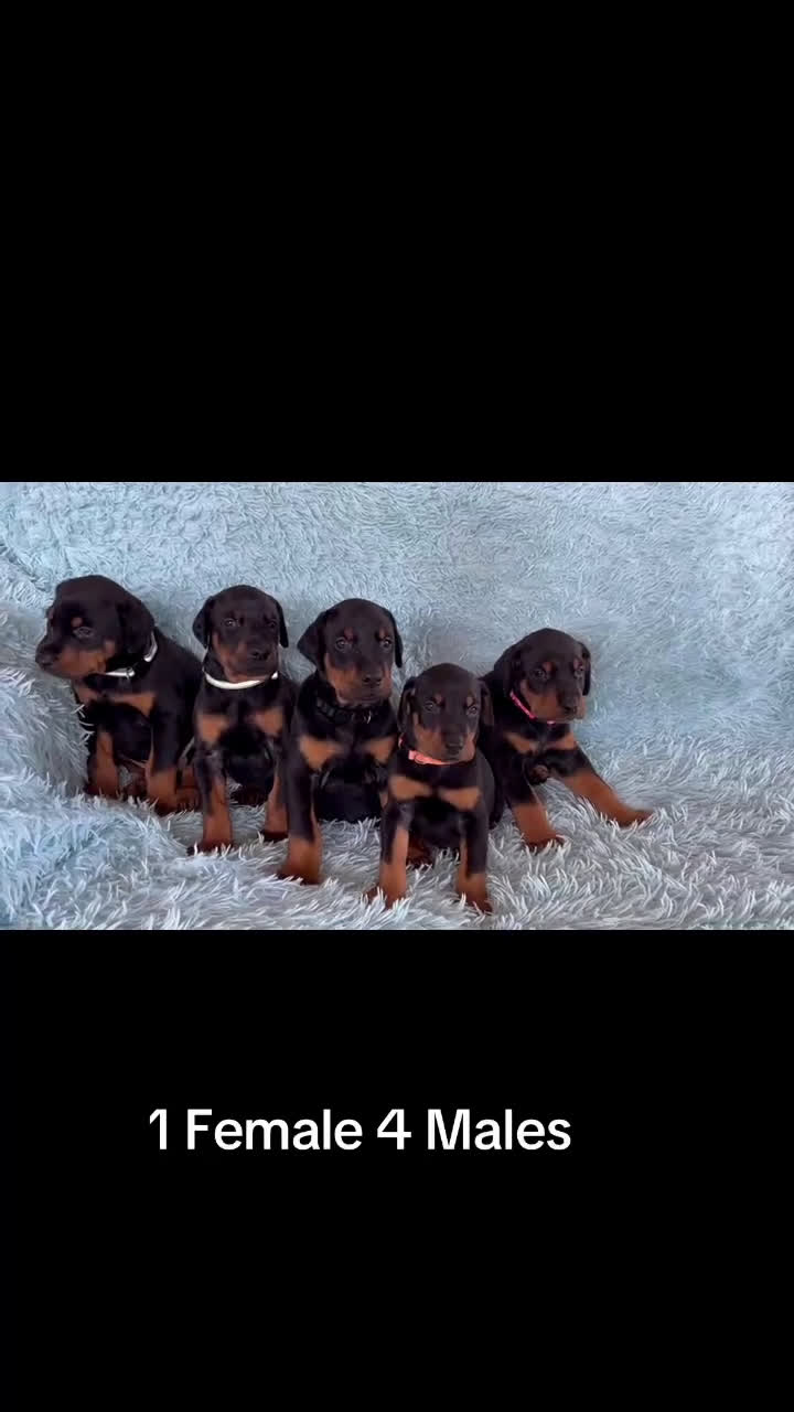 Doberman Pinscher dogs for sale: Female with ear crop - Video 2