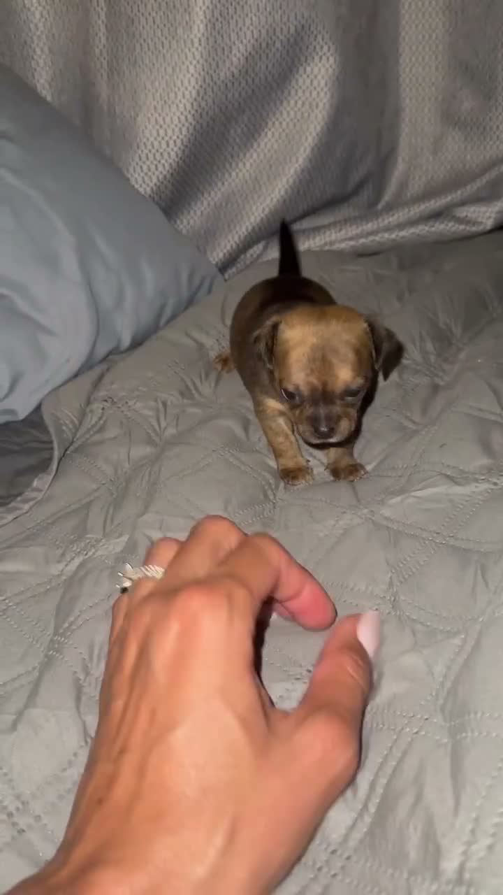 Chihuahua dogs for sale: WallE - Video 1