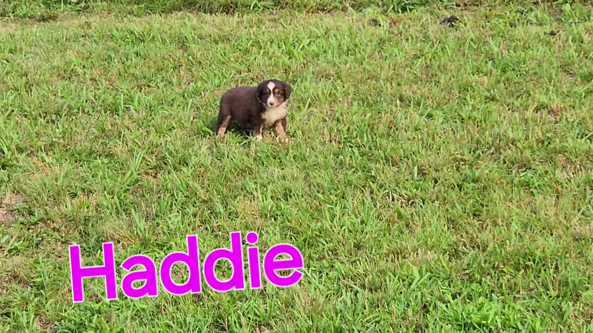 Miniature Australian Shepherd dogs for sale: Haddie - Video 1