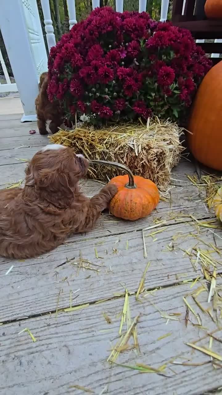 Cavapoo dogs for sale: Auggie - Video 2