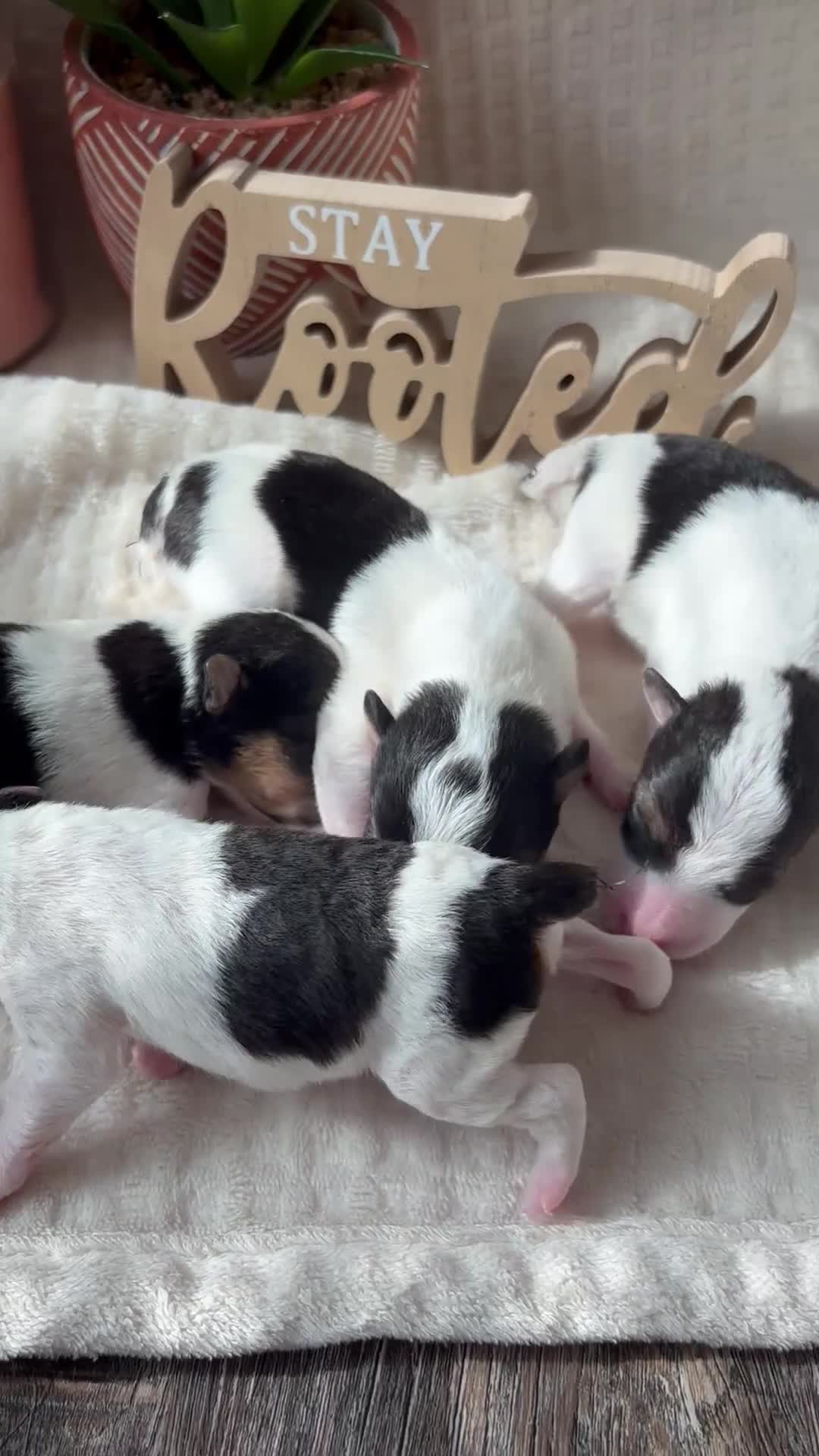 Wire Fox Terrier dogs for sale: Wire Fox Terrier 1 - Video 1
